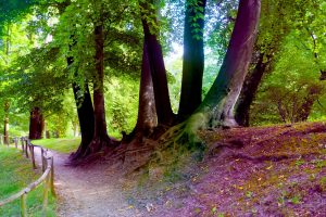 park-in-branitz-1-h-mucc88ller