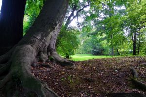 park-in-branitz-2-h-mucc88ller