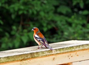 parkimpressionen-in-bad-muskau-6-h-mucc88ller