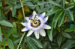 passionsblume-k-lange