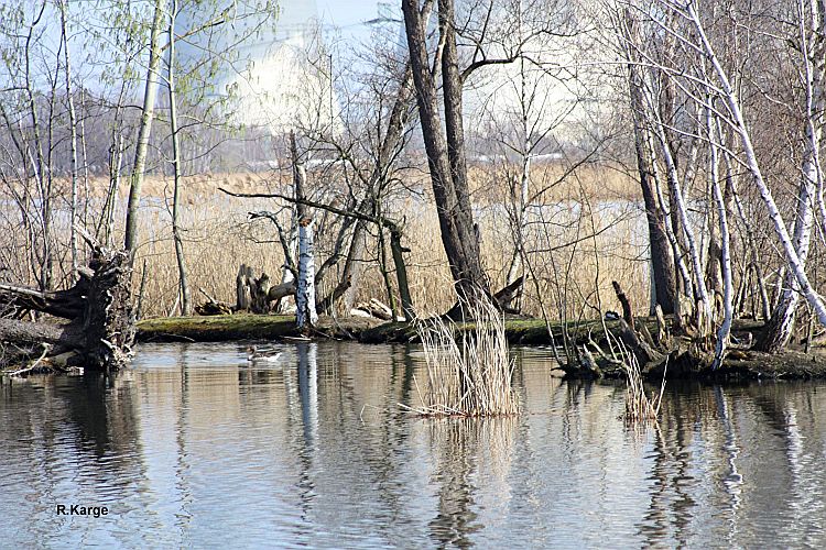 peitzer-teiche-inselwelt-r-karge_