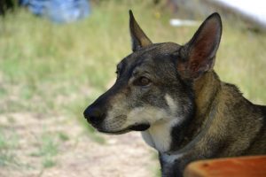 portrc3a4t-p-fritsch