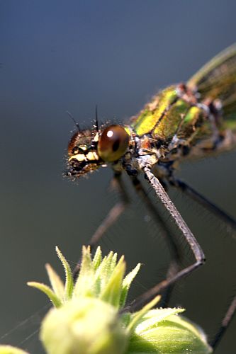 prachtlibelle-hanskarl-moeller
