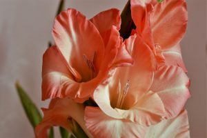 praechtig-k-f-muhler