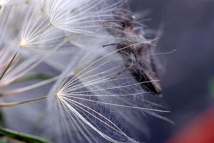 pusteblume-hanskarl-moeller