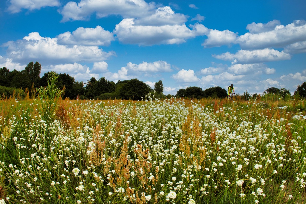 region-sommer-im-teichland-k-f-muehler-kopie