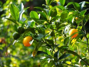 Rei-zur-Zitronenernte-Bernd-Opel