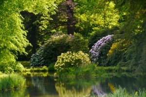 rhododendronblucc88te-im-schloc39fpark-bad-muskau-h-mucc88ller