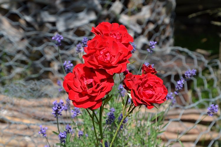 rosen-im-garten-p-fritsch