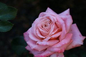 rosenbluete-1-k-f-muehler