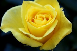 rosenbluete-2-k-f-muehler