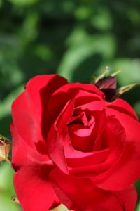 rosenbluete-3-k-f-muehler