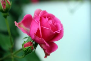 rosenbluete-4-k-f-muehler