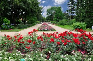 rosenvariante-k-lange