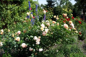 rosenzeit-1-r-karge_