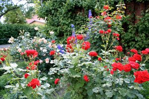 rosenzeit-2-r-karge_