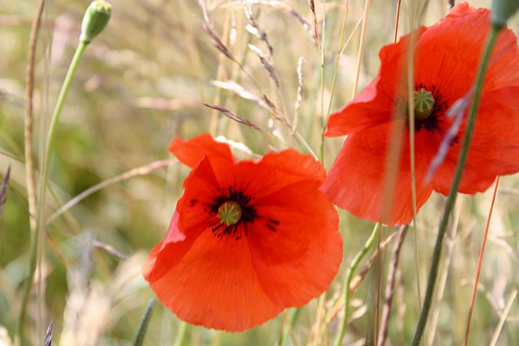 roter-mohn-am-wegesrand-r-karge_