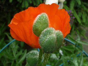 roter-mohn-bernd-opel