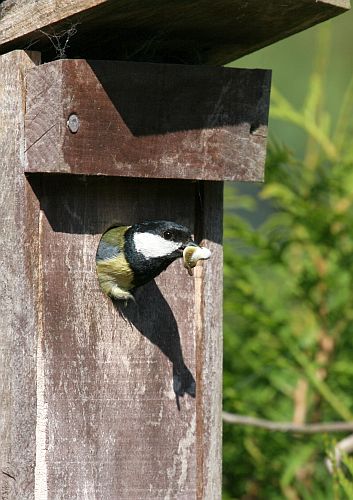 saubermachen-bei-den-meisen-hk-moeller