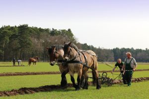 schaupflucc88gen-in-papitz-1-in-04-2016-k-f-mucc88hler