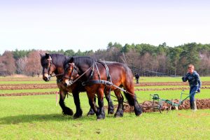 schaupflucc88gen-in-papitz-2-in-04-2016-k-f-mucc88hler