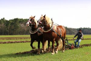 schaupflucc88gen-in-papitz-3-in-04-2016-k-f-mucc88hler