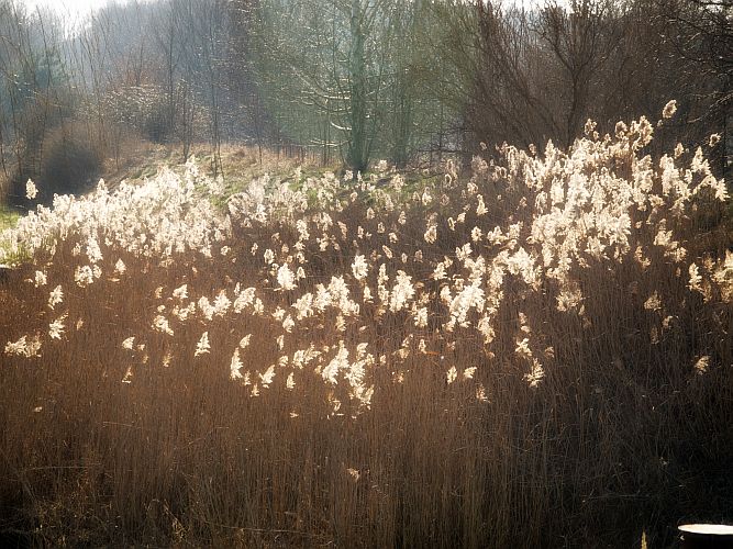 gegenlicht-bo