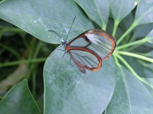 schmetterling-p-saberi