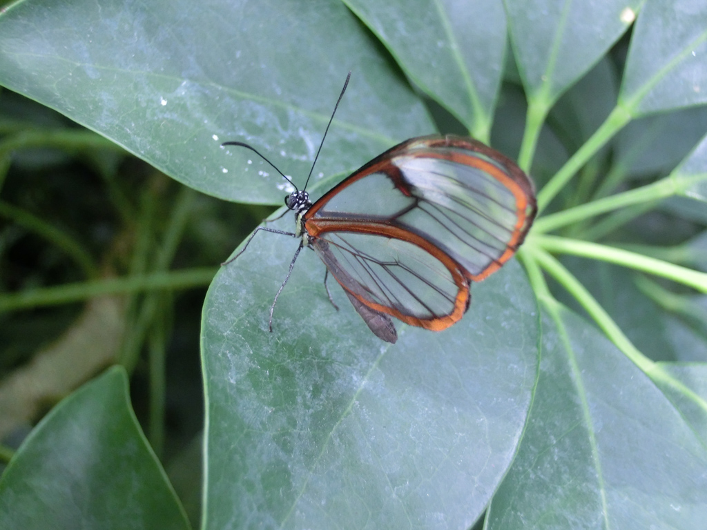 schmetterling-p-saberi