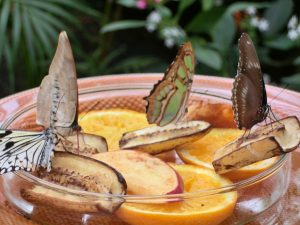 schmetterling2-p-saberi