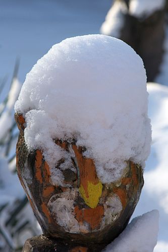 schneeeule-hk-moeller