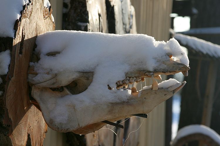 schneeschaedel-hk-moeller