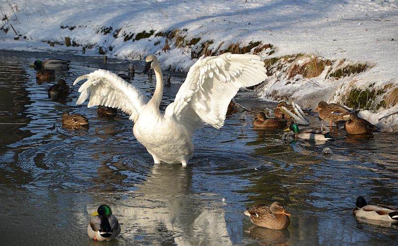 schneeweiss-p-fritsch