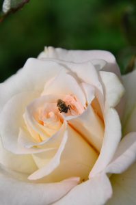 schocc88nheit-k-lange