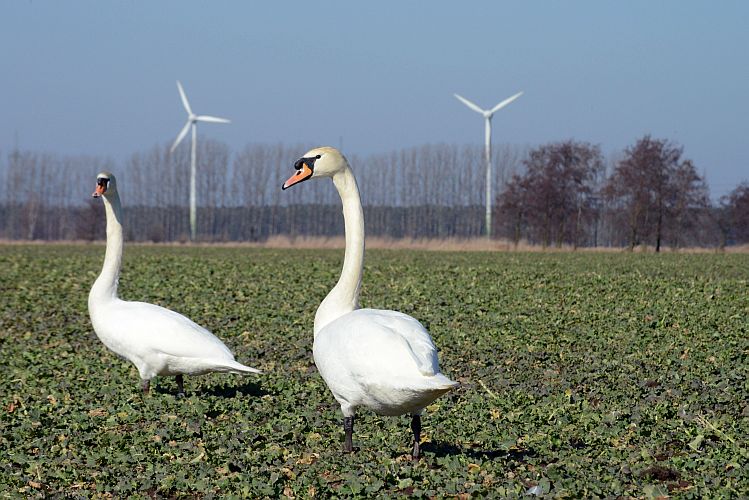 schwaene-2-k-lange