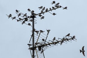 schwalben-b-mocc88cker