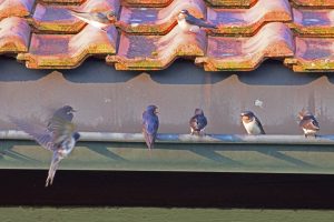 Schwalbenmeeting-B.Möcker