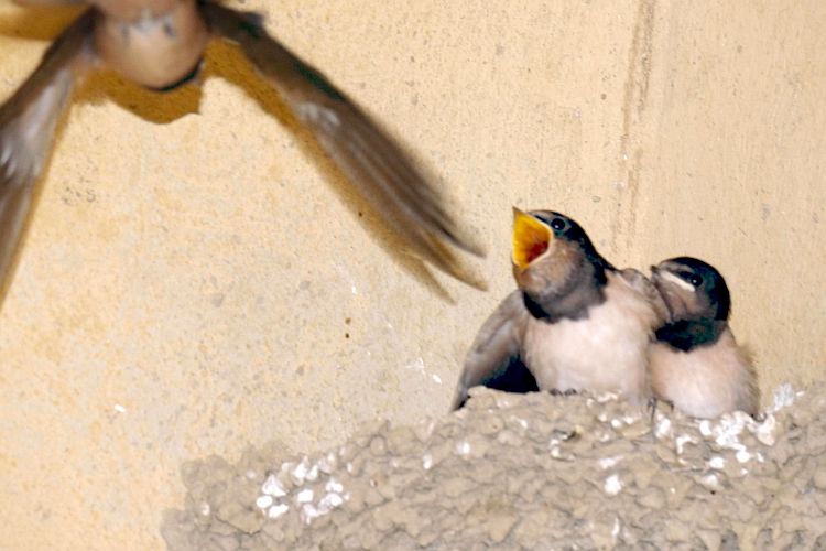 schwalbenmutter-im-anflug-aufs-nest-h-mueller