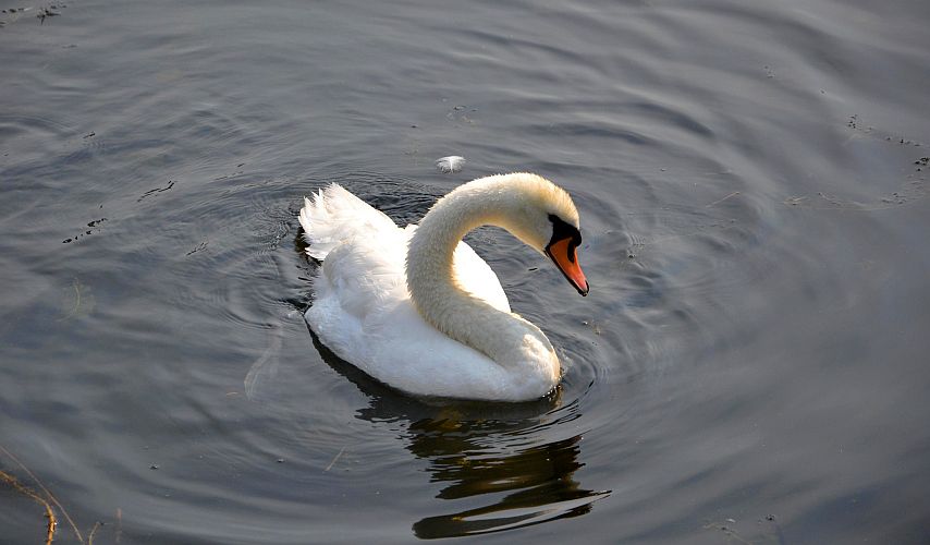 schwan-p-fritsch