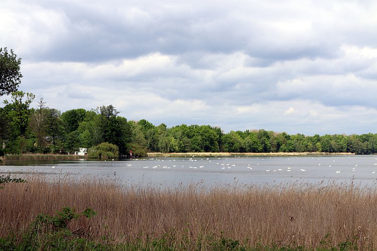 schwanentreffen-am-neuendorfer-teich-1-k-f-muehler