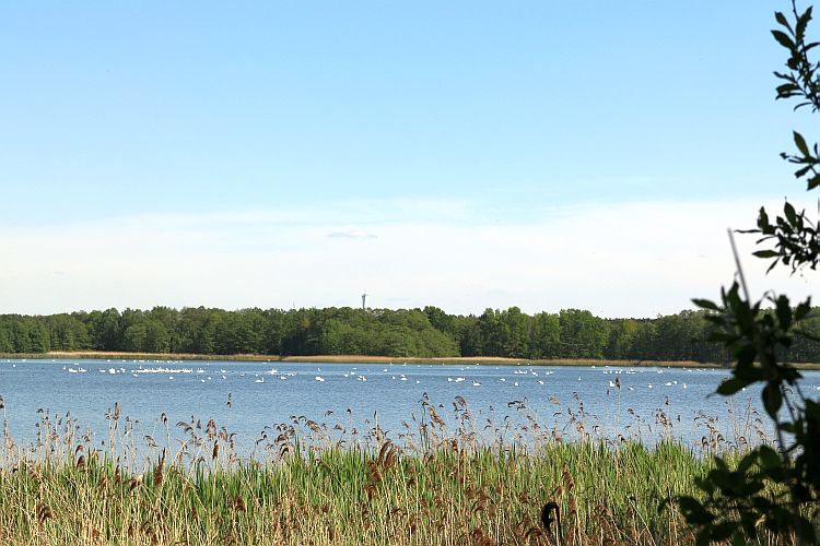 schwanentreffen-am-neuendorfer-teich-2-k-f-muehler