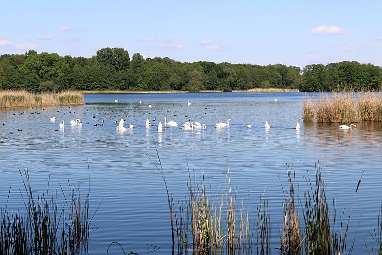 schwanentreffen-am-peitzer-haelterteich-1-k-f-muehler