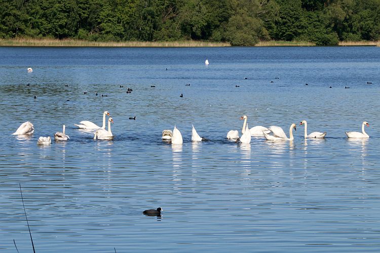 schwanentreffen-am-peitzer-haelterteich-2-k-f-muehler