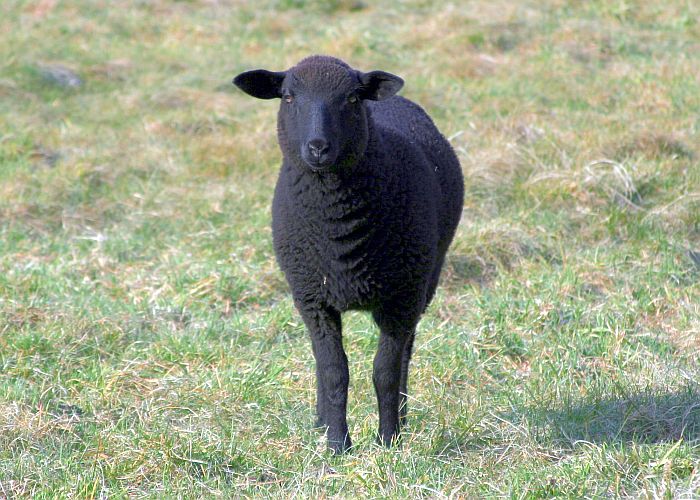 schwarzes-schaf-k-f-muehler