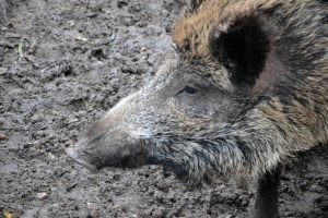 schwarzkittel-p-fritsch