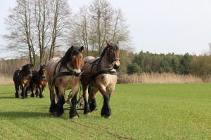 schwere-jungs-1-schaupflucc88gen-in-papitz-04-2016-k-f-mucc88hler