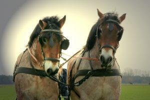 schwere-jungs-2-schaupflucc88gen-in-papitz-04-2016-k-f-mucc88hler