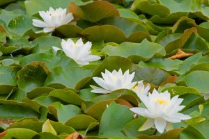 Seerosen- B. Möcker