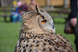 sibirischer-uhu-p-fritsch