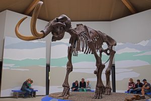 Sigsdorfer Mammut- B.Möcker